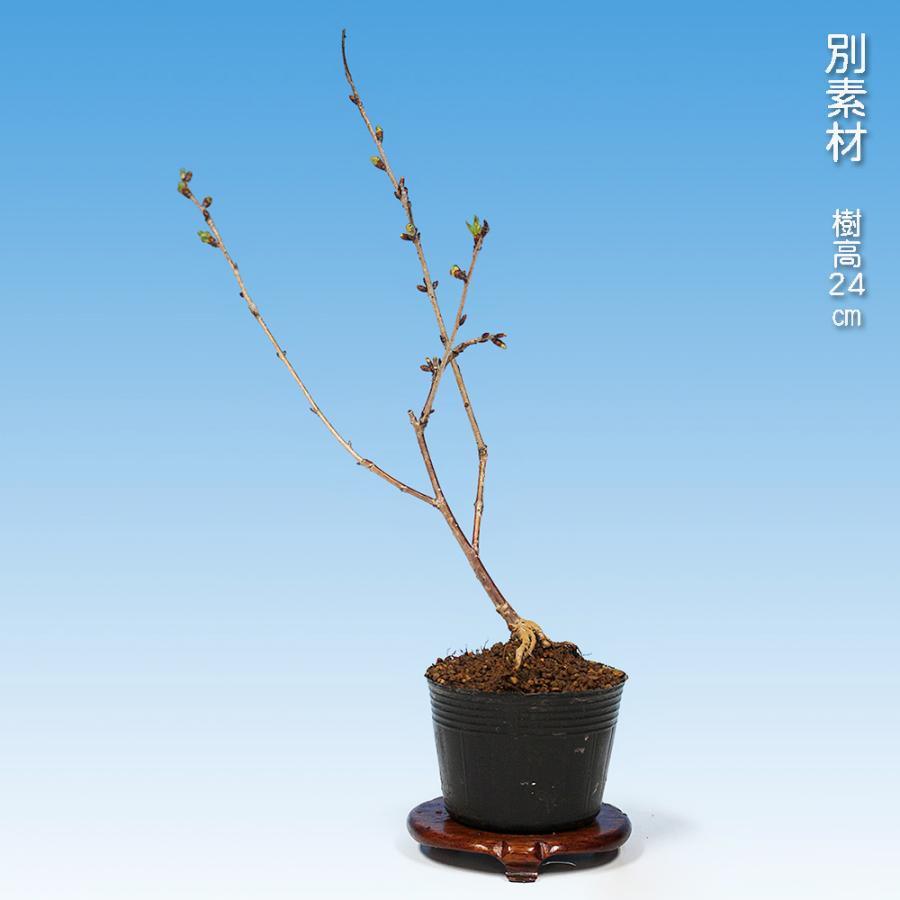 盆栽 富士桜 おしどり オシドリ 鴛鴦 サクラ さくら 桜 フジザクラ