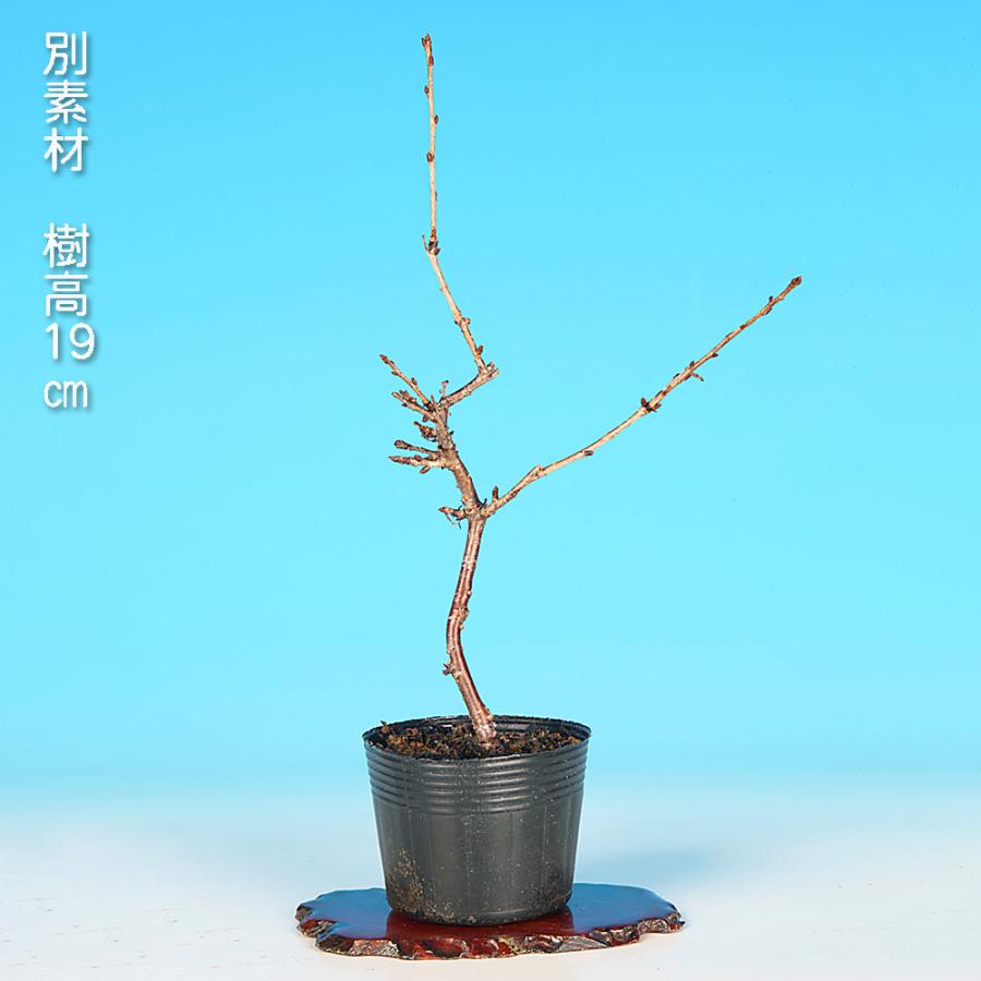 盆栽 富士桜 おしどり オシドリ 鴛鴦 サクラ さくら 桜 フジザクラ