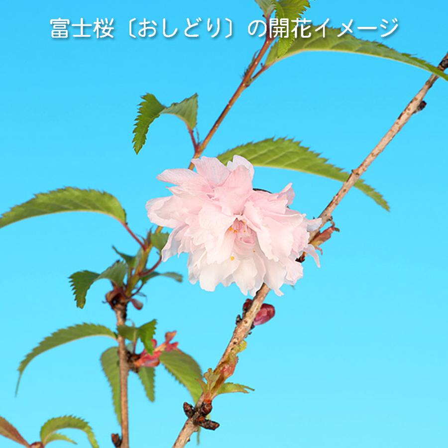 盆栽 富士桜 おしどり オシドリ 鴛鴦 サクラ さくら 桜 フジザクラ