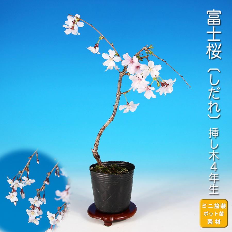 小品盆栽 ミニ盆栽 サクラ 富士しだれ桜 盆栽 挿し木7 化粧鉢入り さくら サクラ 枝垂れ シダレ しだれ富士桜 盆栽