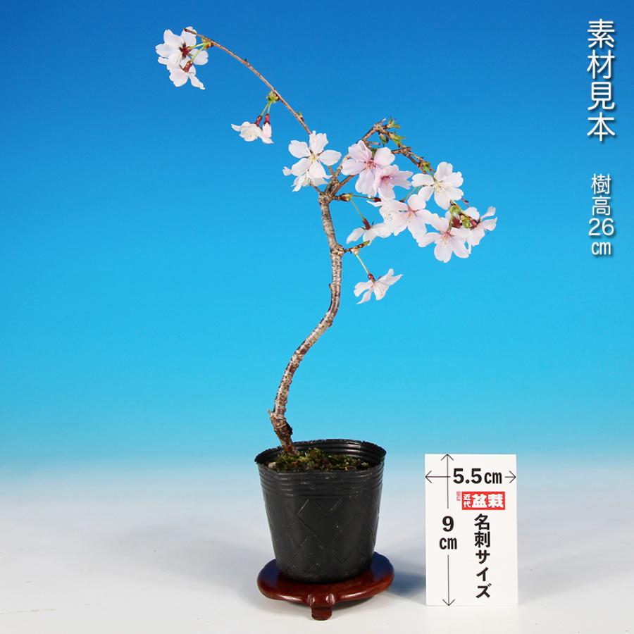 富士枝垂桜盆栽 5 盆栽 富士桜 しだれ シダレ 枝垂れ フジシダレ サクラ さくら 小輪