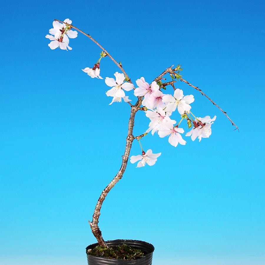 富士しだれ桜 サクラ ミニ盆栽 小品盆栽 盆栽 富士桜 しだれ シダレ 枝垂れ フジシダレ サクラ さくら 小輪