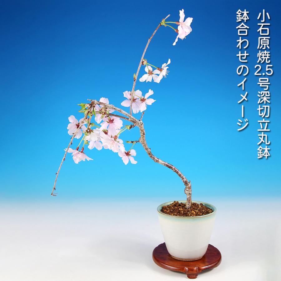 盆栽 富士桜 しだれ シダレ 枝垂れ フジシダレ サクラ さくら 小輪