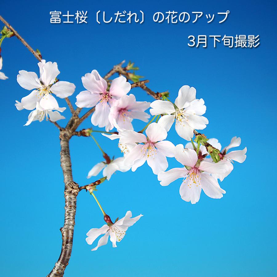 盆栽 富士桜 しだれ シダレ 枝垂れ フジシダレ サクラ さくら 小輪