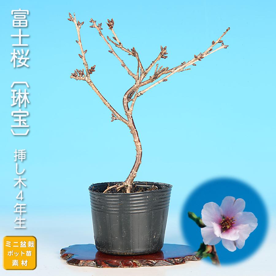 盆栽 富士桜 琳宝 サクラ さくら 桜 フジザクラ マメザクラ sakura 桜