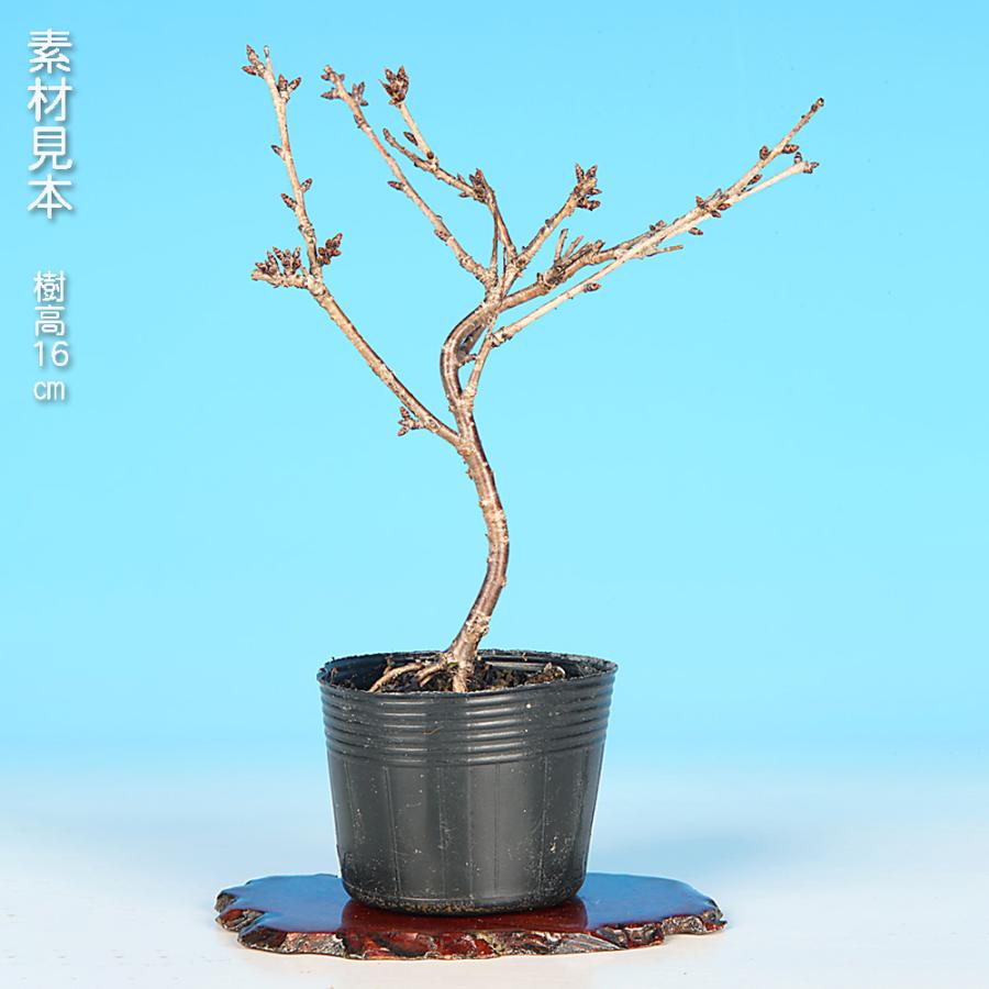 盆栽 富士桜 琳宝 サクラ さくら 桜 フジザクラ マメザクラ sakura 桜