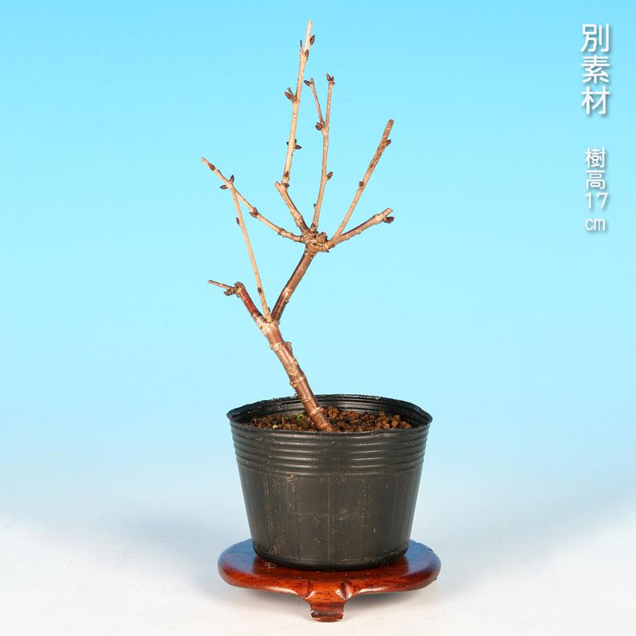 盆栽 富士桜 琳宝 サクラ さくら 桜 フジザクラ マメザクラ sakura 桜