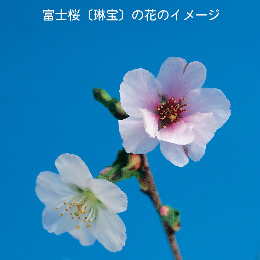 盆栽 富士桜 琳宝 サクラ さくら 桜 フジザクラ マメザクラ sakura 桜
