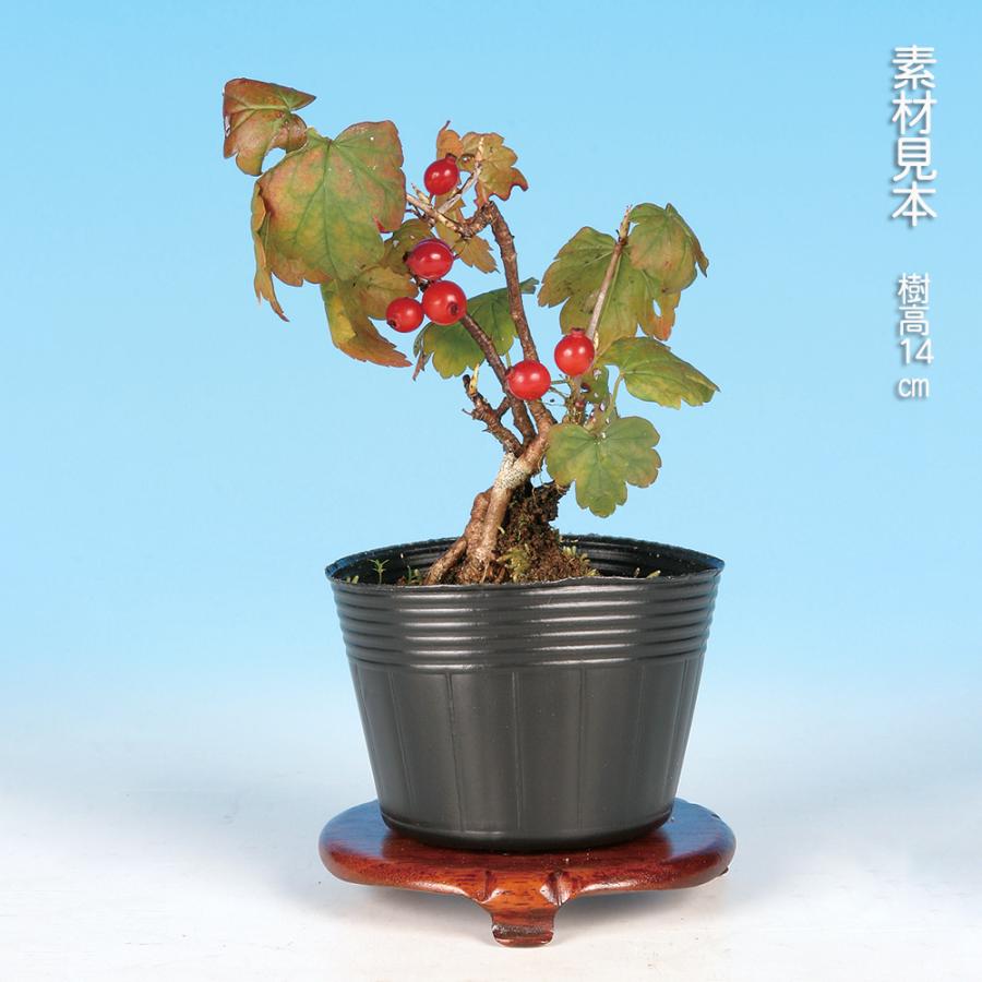 盆栽 やぶさんざし 薮さんざし ヤブサンザシ 薮山査子 小品盆栽 ミニ