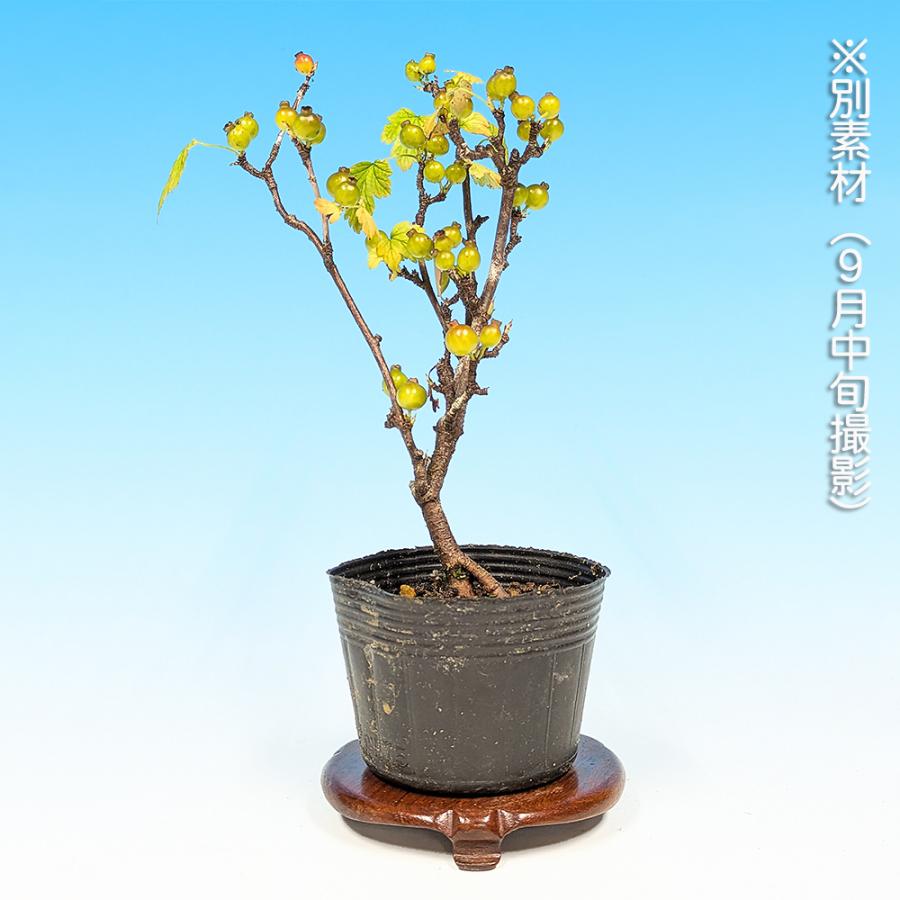 盆栽 やぶさんざし 薮さんざし ヤブサンザシ 薮山査子 小品盆栽 ミニ