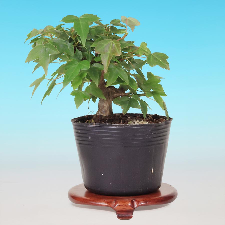 盆栽 楓 挿し木3年生 7.5cmポット カエデ ミニ盆栽 色々な樹形に作れる