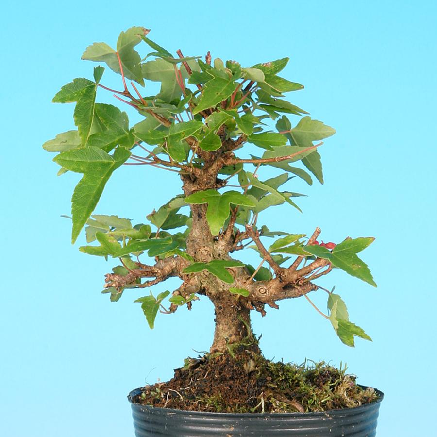 盆栽　楓　植木　太幹 楓の寄せ植え 太幹の盆栽を販売｜盆栽妙 – 盆栽妙 本店