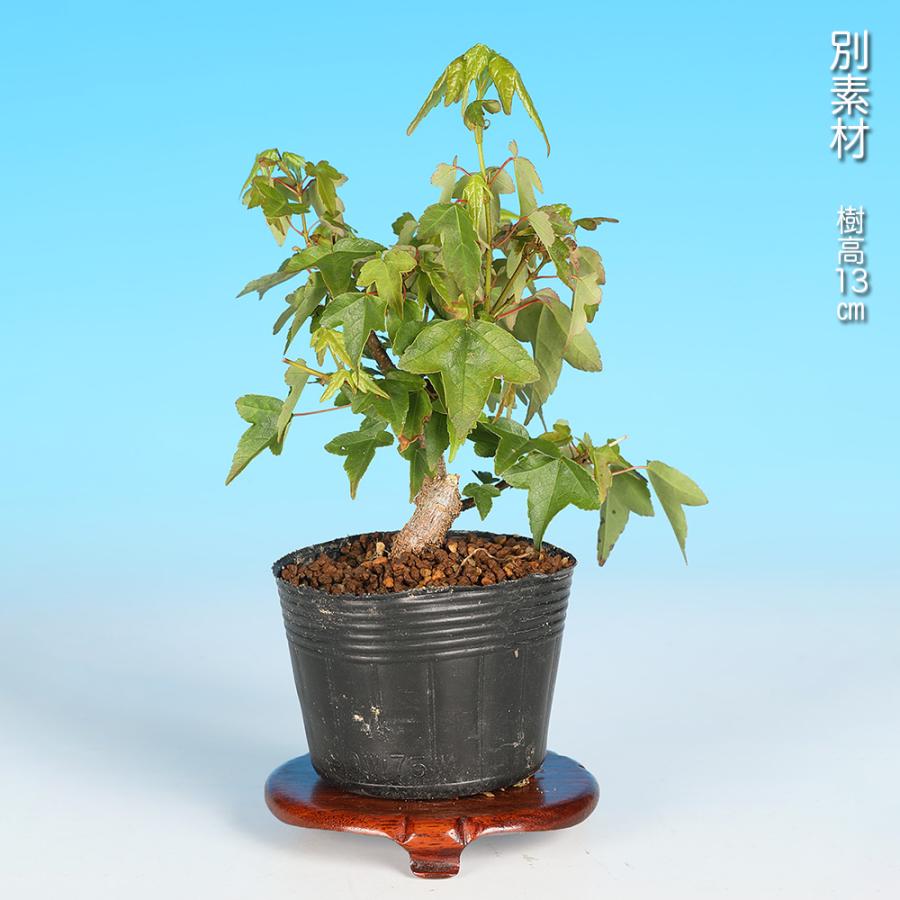 盆栽　楓　植木　太幹 楓の寄せ植え 太幹の盆栽を販売｜盆栽妙 – 盆栽妙 本店