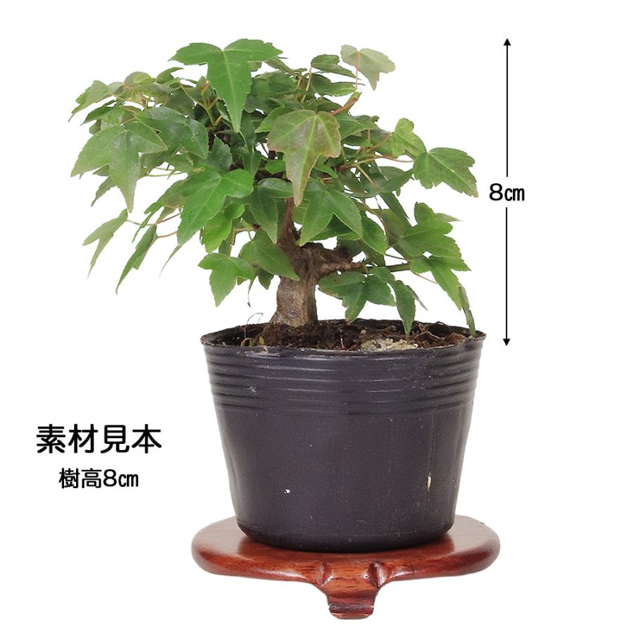盆栽 楓 挿し木3年生 7.5cmポット カエデ ミニ盆栽 色々な樹形に作れる