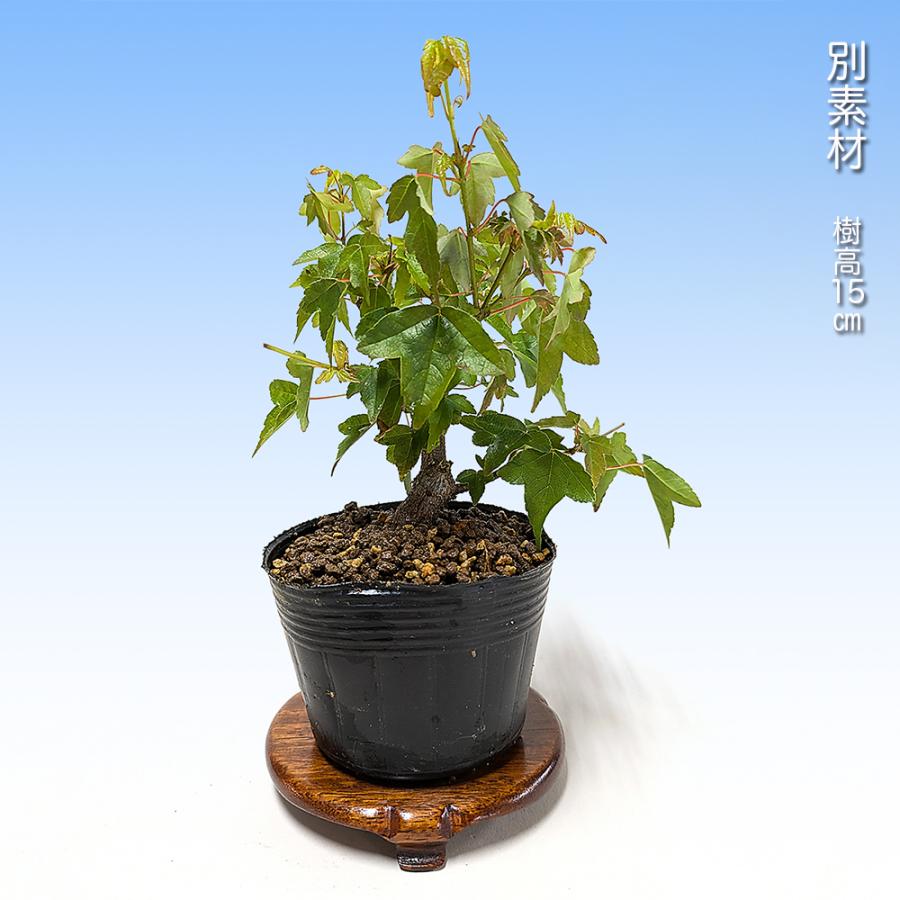 盆栽 楓 挿し木3年生 カエデ かえで 小品盆栽 ミニ盆栽 夏場 樹形表現