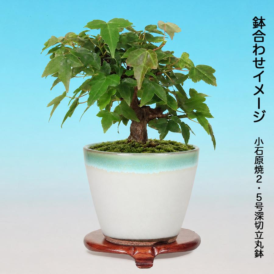 盆栽 楓 挿し木3年生 7.5cmポット カエデ ミニ盆栽 色々な樹形に作れる