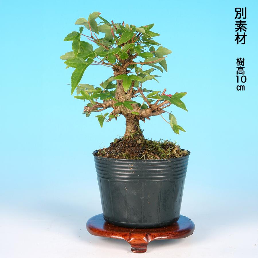 盆栽 楓 挿し木3年生 7.5cmポット カエデ ミニ盆栽 色々な樹形に作れる