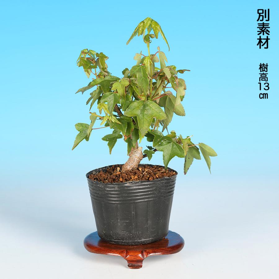 盆栽 楓 挿し木3年生 7.5cmポット カエデ ミニ盆栽 色々な樹形に作れる