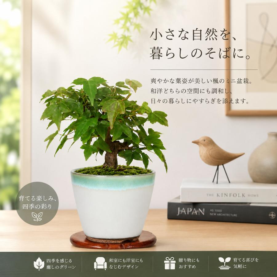 盆栽 楓 挿し木3年生 7.5cmポット カエデ ミニ盆栽 色々な樹形に作れる
