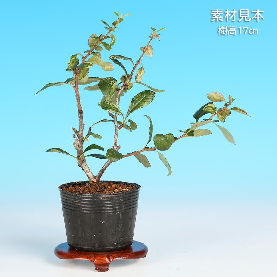 小品盆栽、長寿梅、株立ち作り、花、花芽付き 目立った傷や汚れなし 盆栽 長寿梅 五色 チョウジュバイ 斑入り 小品盆栽 ミニ盆栽 盆栽素材