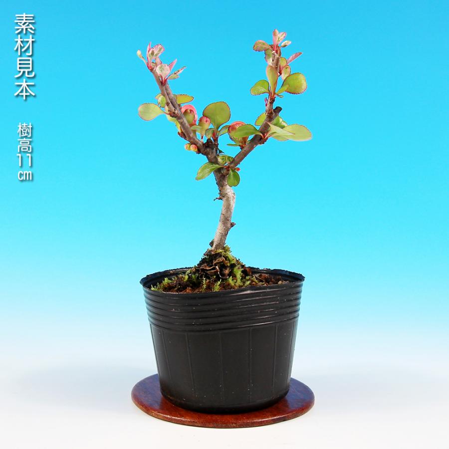 小品盆栽、長寿梅、株立ち作り 目立った傷や汚れ無し 盆栽 長寿梅 五色 チョウジュバイ 斑入り 小品盆栽 ミニ盆栽 盆栽素材