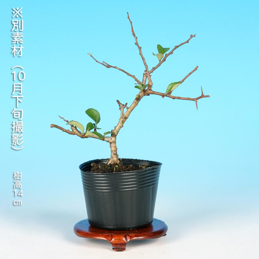 盆栽 長寿梅 五色 チョウジュバイ 斑入り 小品盆栽 ミニ盆栽 盆栽素材