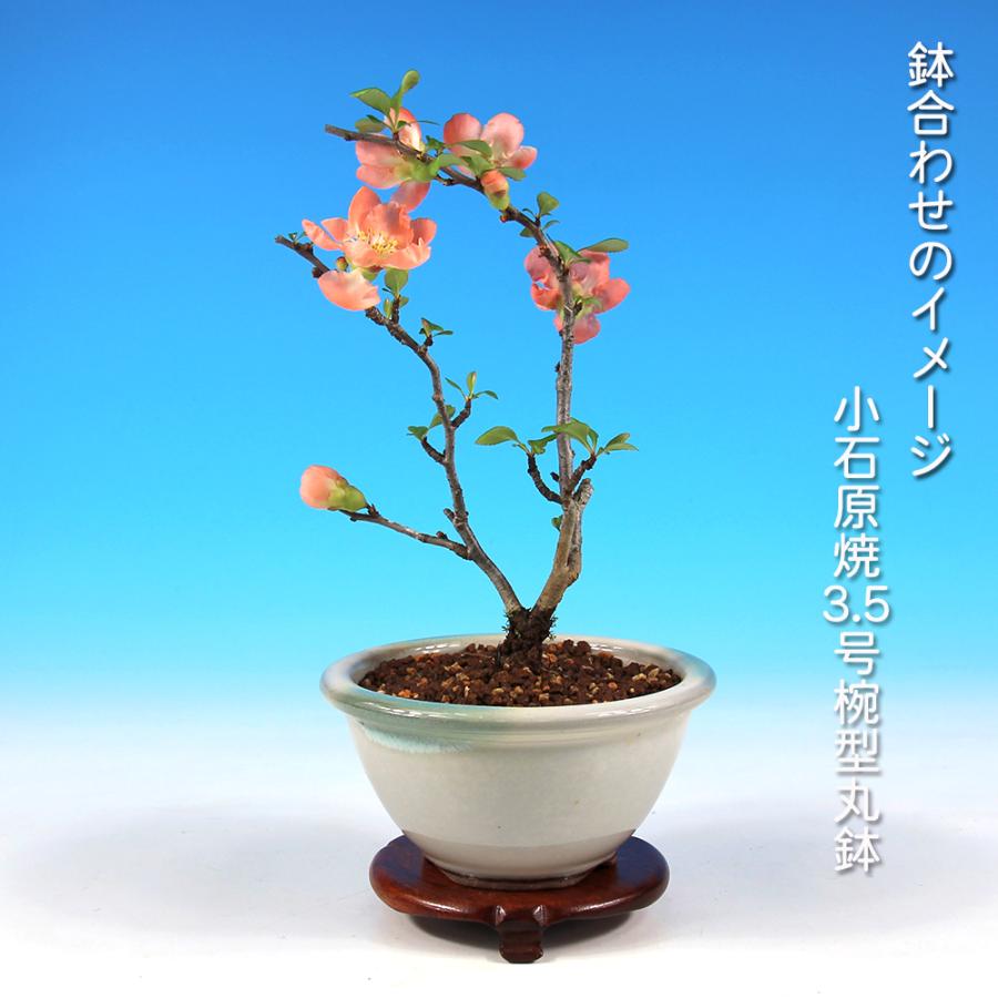 小品盆栽、長寿梅、株立ち作り、花、花芽付き 目立った傷や汚れなし 小品盆栽、長寿梅、株立ち作り、花、花芽付き 目立った傷や汚れなし