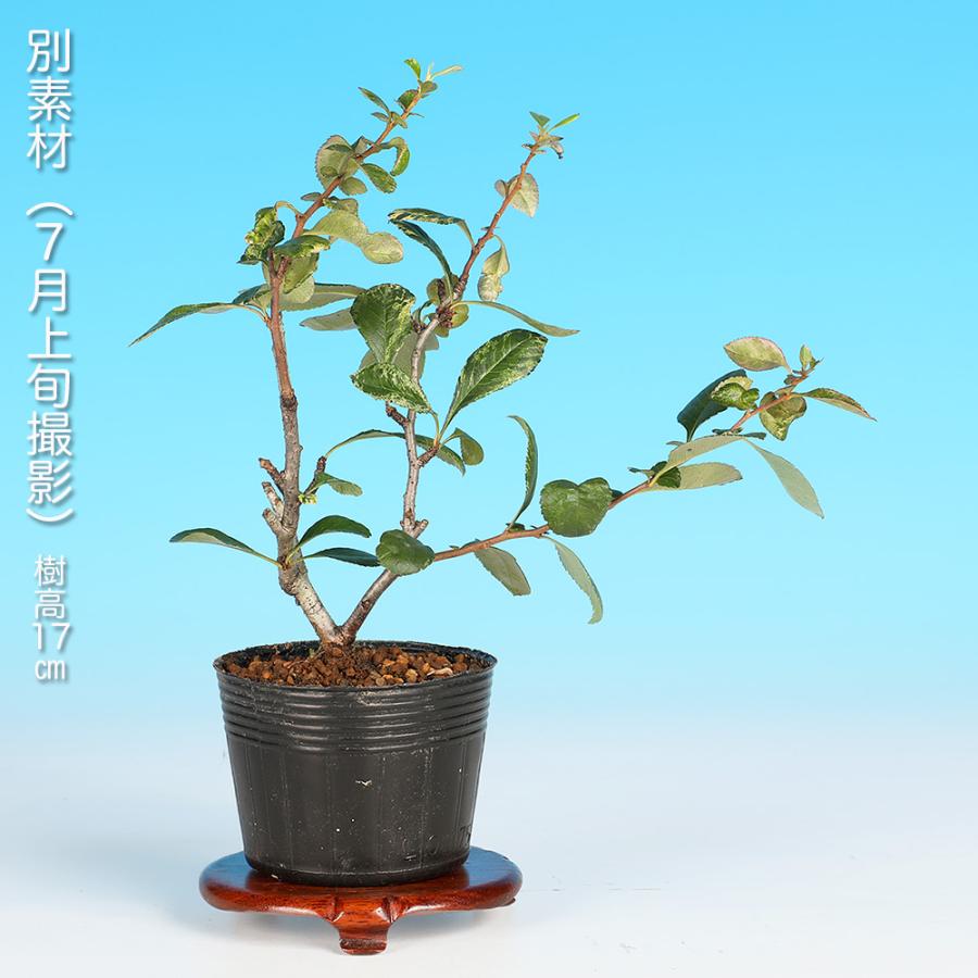 盆栽 長寿梅 五色 チョウジュバイ 斑入り 小品盆栽 ミニ盆栽 盆栽素材