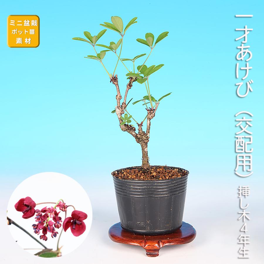 盆栽 一才あけび 交配用 アケビ 木通 小品盆栽 ミニ盆栽 実物 盆栽素材