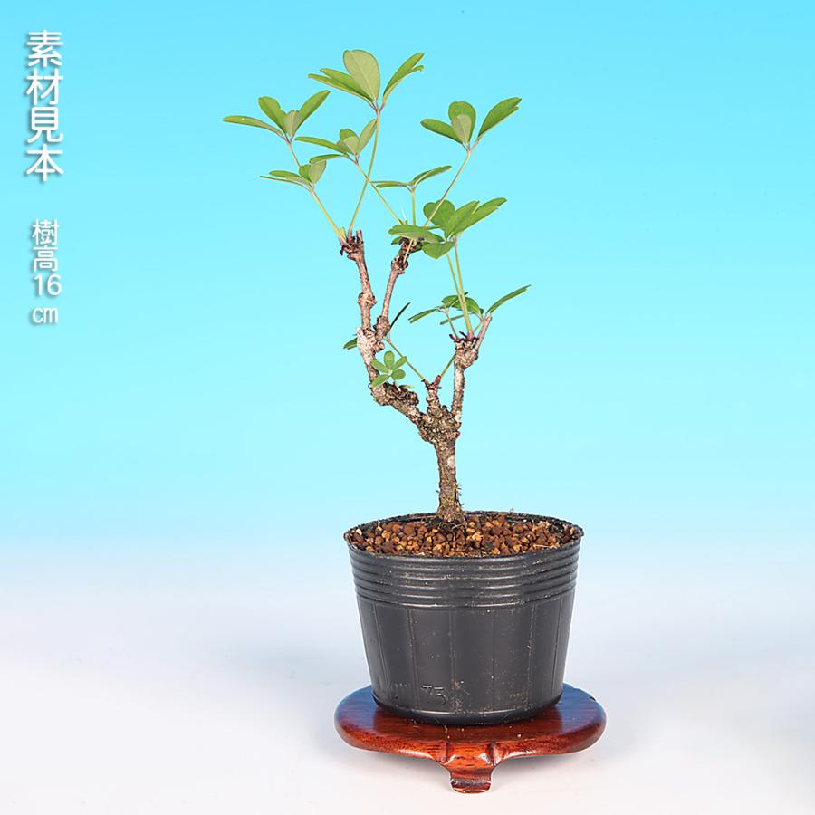 盆栽 一才あけび 交配用 アケビ 木通 小品盆栽 ミニ盆栽 実物 盆栽素材