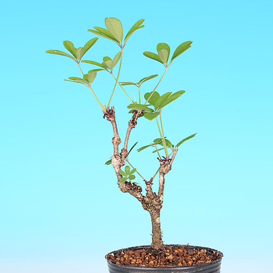 盆栽 一才あけび 交配用 アケビ 木通 小品盆栽 ミニ盆栽 実物 盆栽素材