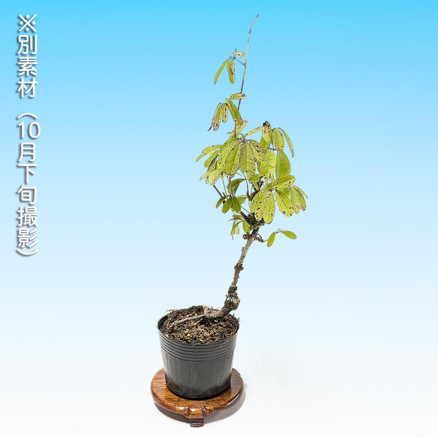 盆栽 一才あけび 交配用 アケビ 木通 小品盆栽 ミニ盆栽 実物 盆栽素材