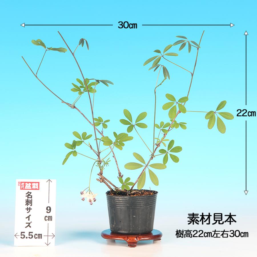 盆栽 一才あけび 交配用 挿し木4年生 7.5cmポット苗 盆栽素材 アケビ