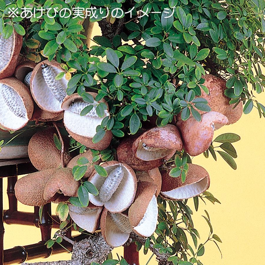 盆栽 一才あけび 交配用 アケビ 木通 小品盆栽 ミニ盆栽 実物 盆栽素材