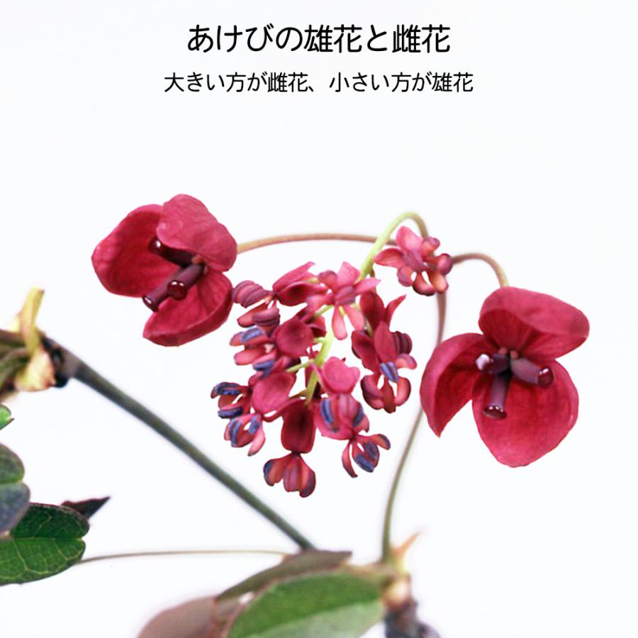 盆栽 一才あけび 交配用 アケビ 木通 小品盆栽 ミニ盆栽 実物 盆栽素材