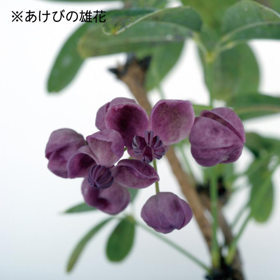 盆栽 一才あけび 交配用 アケビ 木通 小品盆栽 ミニ盆栽 実物 盆栽素材