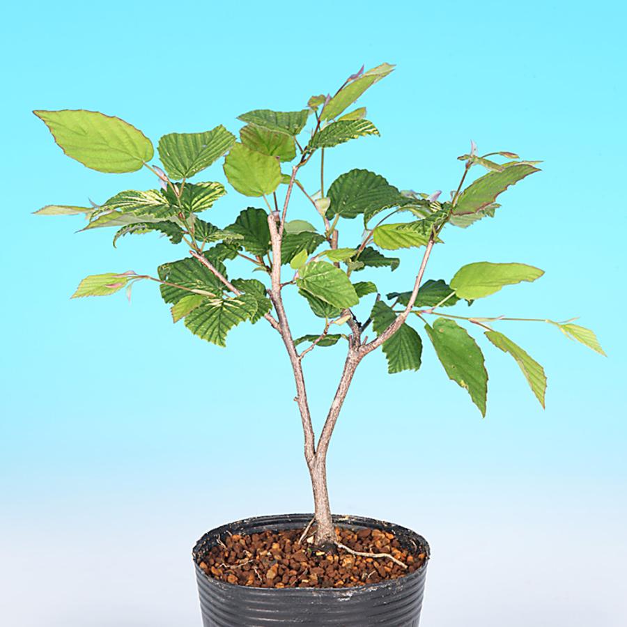 盆栽 姫水木 ヒメミズキ 伊予水木 イヨミズキ 小品盆栽 ミニ盆栽 盆栽