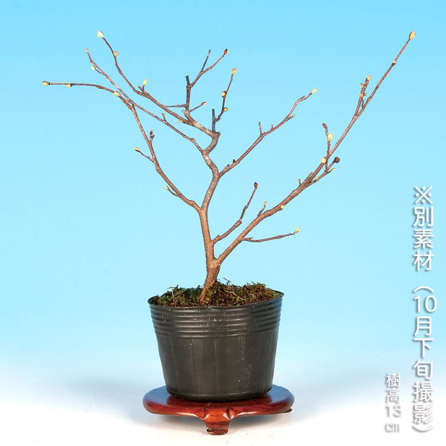 盆栽 姫水木 ヒメミズキ 伊予水木 イヨミズキ 小品盆栽 ミニ盆栽 盆栽