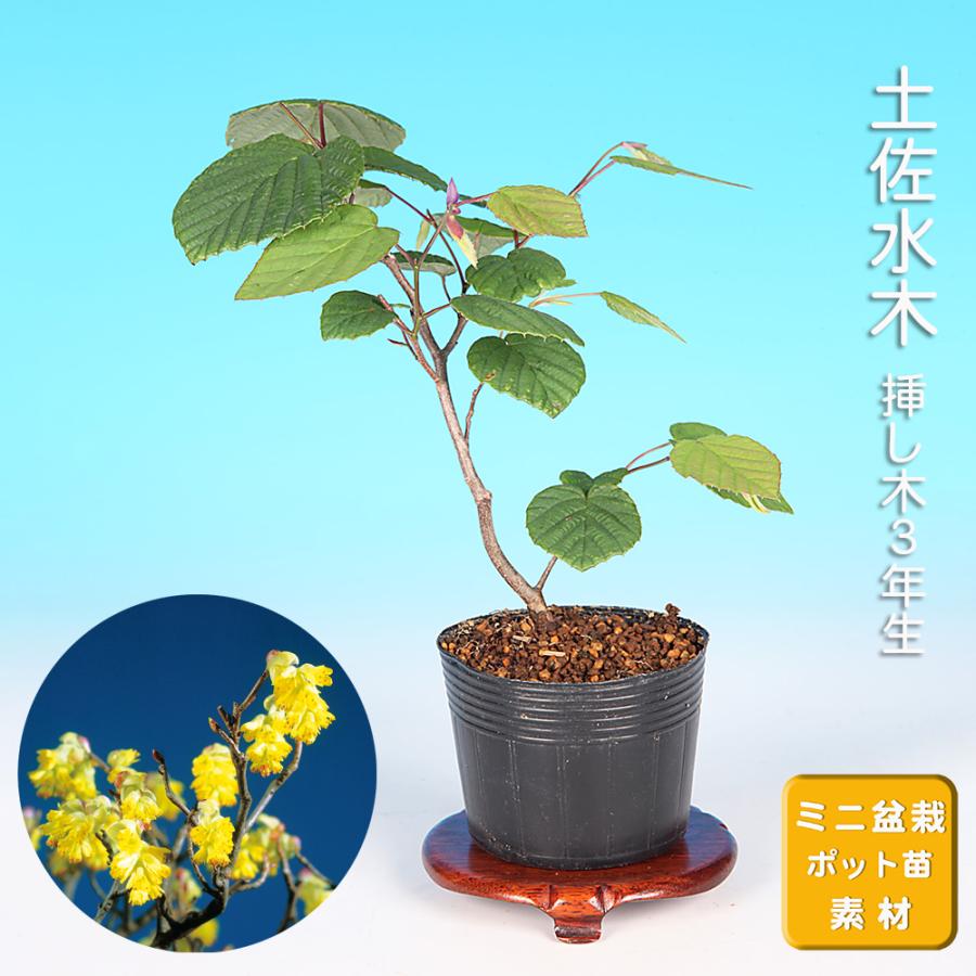 盆栽 土佐水木 トサミズキ 黄花盆栽 小品盆栽 ミニ盆栽 盆栽素材 苗木
