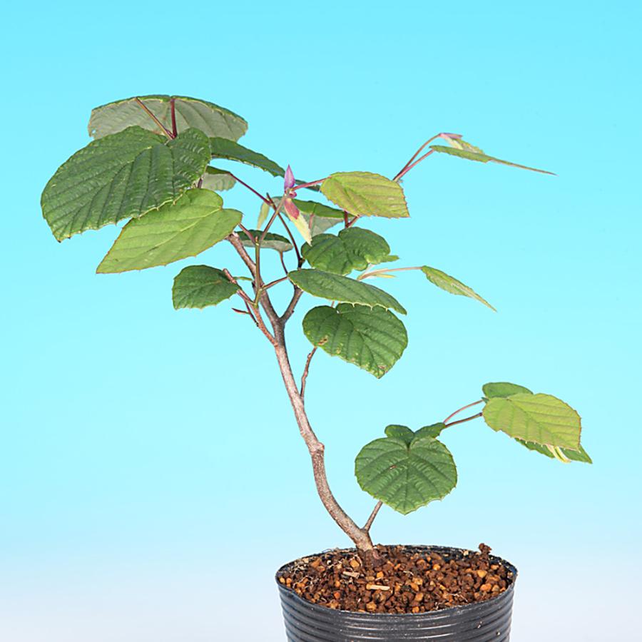 盆栽 土佐水木 トサミズキ 黄花盆栽 小品盆栽 ミニ盆栽 盆栽素材 苗木
