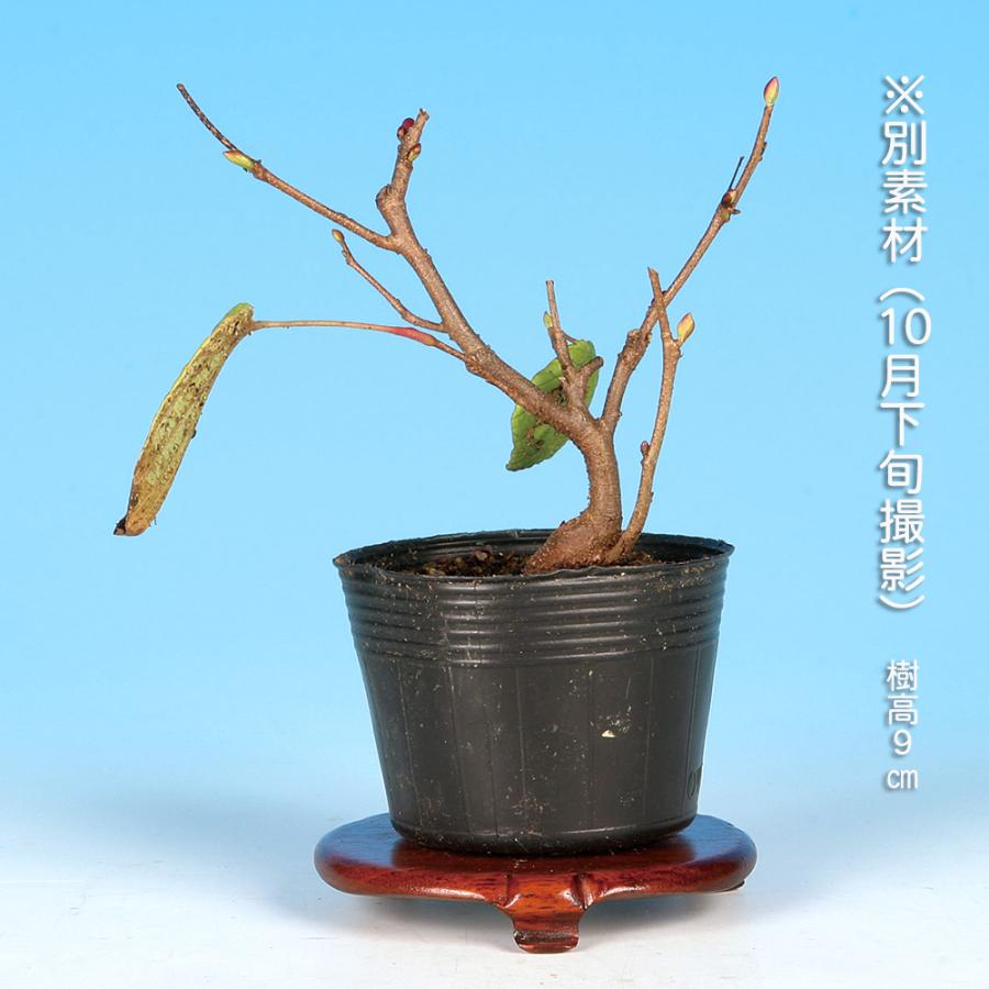 盆栽 土佐水木 トサミズキ 黄花盆栽 小品盆栽 ミニ盆栽 盆栽素材 苗木