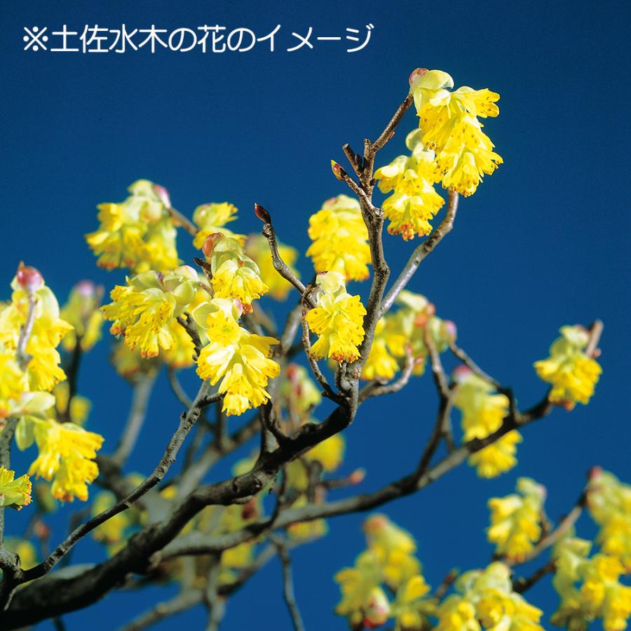 盆栽 土佐水木 トサミズキ 黄花盆栽 小品盆栽 ミニ盆栽 盆栽素材 苗木