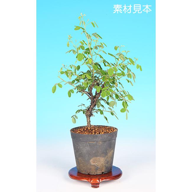 ミニ盆栽 「屋久島萩」 : 盆栽彩都ヤフー店 - 通販 - Yahoo!ショッピング