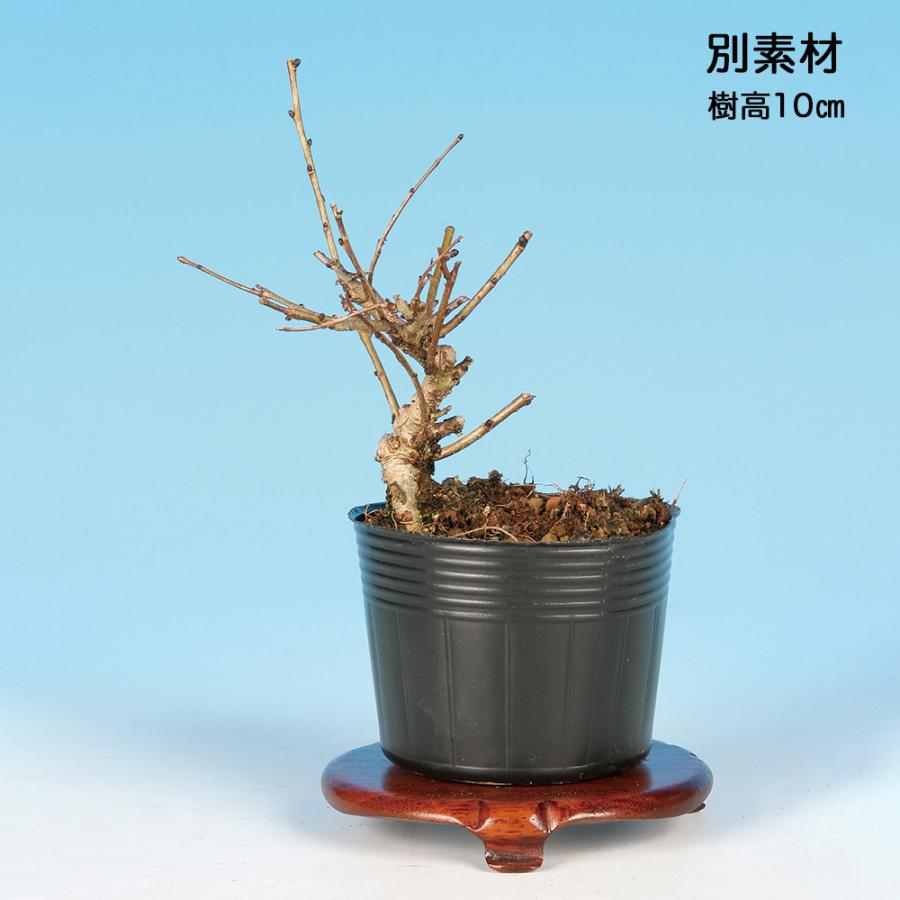 盆栽 黄金にれけやき 挿し木3年生 7.5cmポット ニレケヤキ 楡欅 ミニ