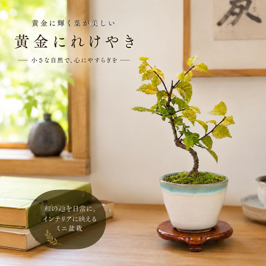 盆栽 黄金にれけやき 挿し木3年生 7.5cmポット ニレケヤキ 楡欅 ミニ