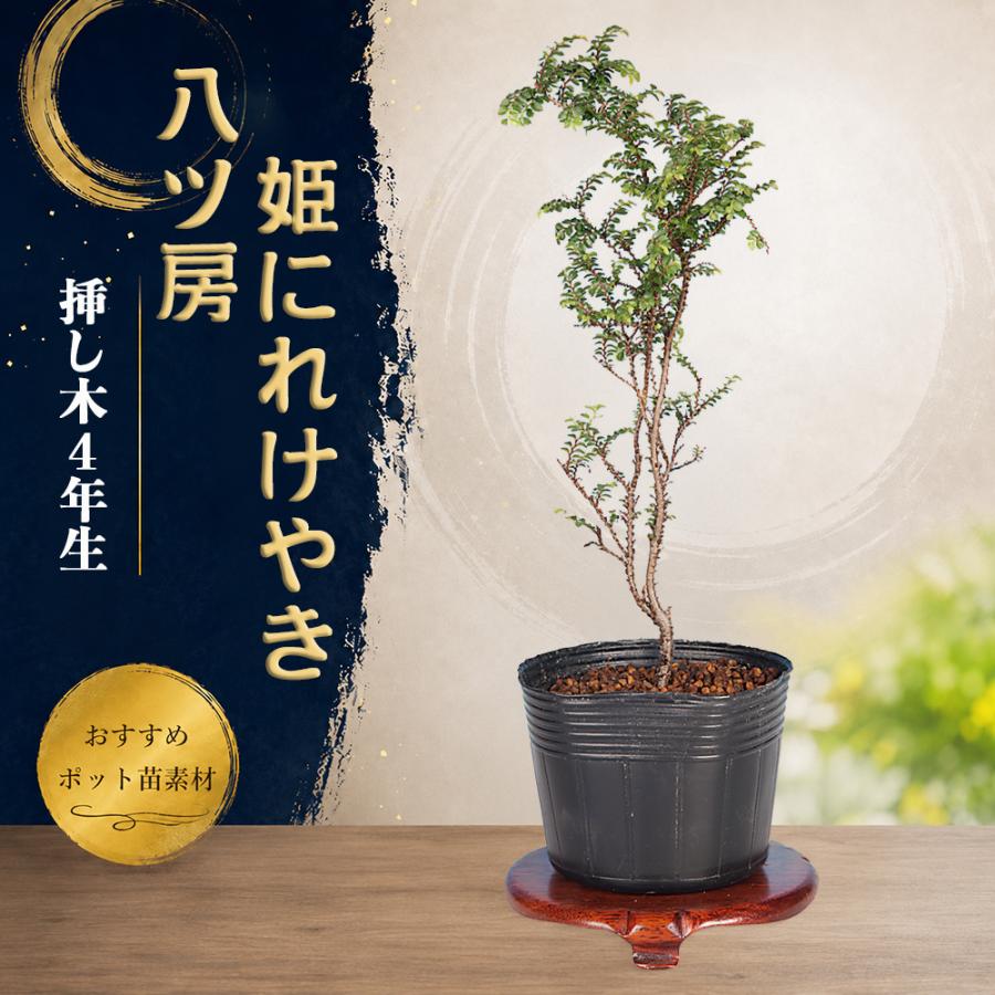 盆栽 八ツ房姫にれけやき 7.5cmポット苗 挿し木4年生 ニレケヤキ 楡欅