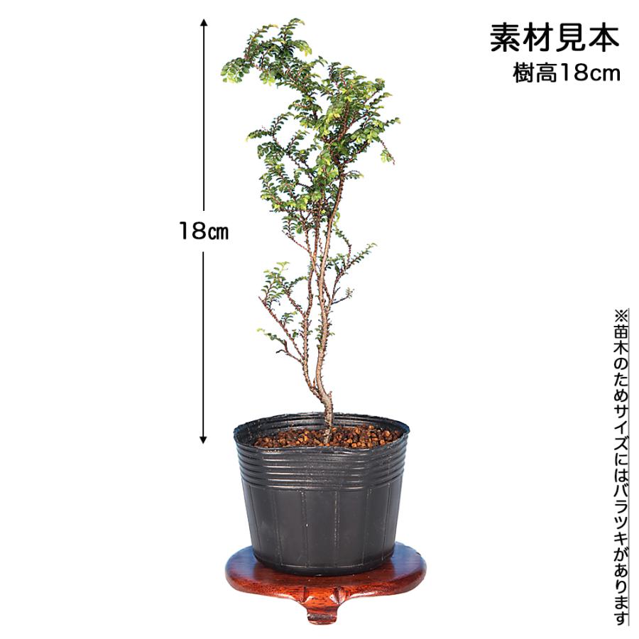 盆栽 八ツ房姫にれけやき 7.5cmポット苗 挿し木4年生 ニレケヤキ 楡欅