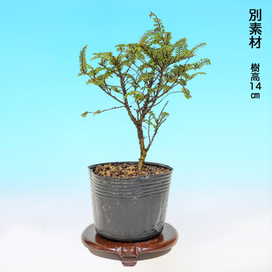盆栽 八ツ房姫にれけやき 7.5cmポット苗 挿し木4年生 ニレケヤキ 楡欅