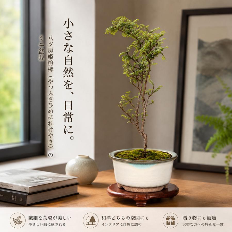 盆栽 八ツ房姫にれけやき 7.5cmポット苗 挿し木4年生 ニレケヤキ 楡欅