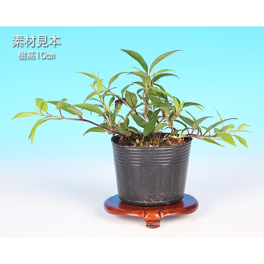 盆栽 屋久島姫うつぎ ヒメウツギ ウツギ 空木 白花 小型の花 小型の葉